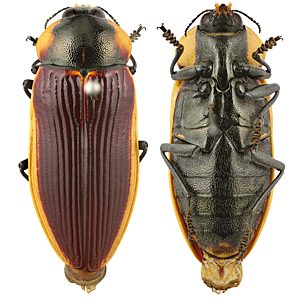 Temognatha marginalis, PL1428, female, EP